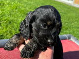 Chiots Cocker Anglais LOF de 2 mois à vendre
