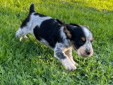 Chiots Cocker Anglais LOF de 3 mois à vendre