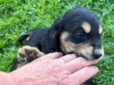 Chiots Cocker Anglais LOF de 3 mois à vendre
