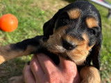 Chiots Cocker Anglais LOF de 3 mois à vendre