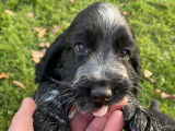 Chiots Cocker Anglais LOF de 3 mois à vendre