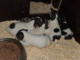 Chiots Jack Russel à vendre