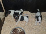 Chiots Jack Russel à vendre