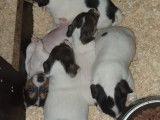 Chiots Jack Russel à vendre