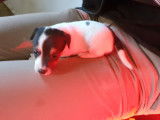 Chiots Jack Russel à vendre