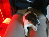 Chiots Jack Russel à vendre