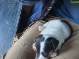 Chiots Jack Russel à vendre
