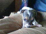 Chiots Jack Russel à vendre