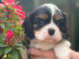 Chiots Cavaliers King Charles LOF à vendre