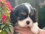 Chiots Cavaliers King Charles LOF à vendre
