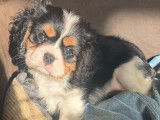 Chiots Cavaliers King Charles LOF à vendre