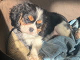 Chiots Cavaliers King Charles LOF à vendre
