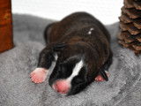 Superbes chiots Amstaff à vendre