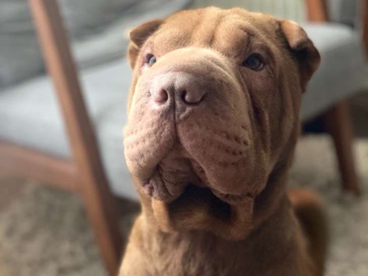Beau Shar-Peï mâle pour saillie