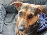 Petite chienne à donner
