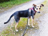 Petite chienne à donner