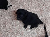 Superbes chiots Labrador noirs et marron à vendre