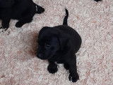 Superbes chiots Labrador noirs et marron à vendre