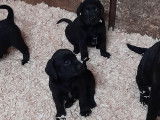 Superbes chiots Labrador noirs et marron à vendre