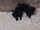 Superbes chiots Labrador noirs et marron à vendre