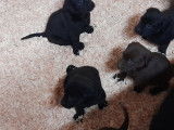 Superbes chiots Labrador noirs et marron à vendre