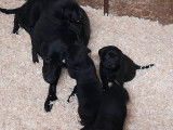 Superbes chiots Labrador noirs et marron à vendre