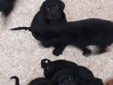 Superbes chiots Labrador noirs et marron à vendre
