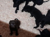 Superbes chiots Labrador noirs et marron à vendre