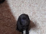 Superbes chiots Labrador noirs et marron à vendre