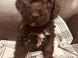 Chiots Caniche Royal à vendre