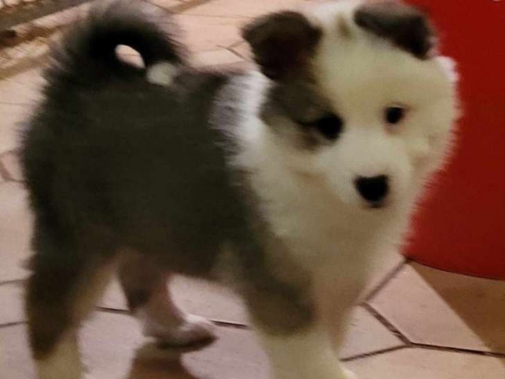 Chiots de race Berger d'Islande à vendre (2 mâles, 2 femelles)