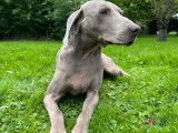 Femelle Braque de Weimar LOF à vendre