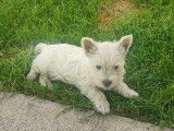 Chiot femelle Westie LOF à vendre