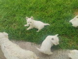 Chiot femelle Westie LOF à vendre