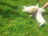 Chiot femelle Westie LOF à vendre