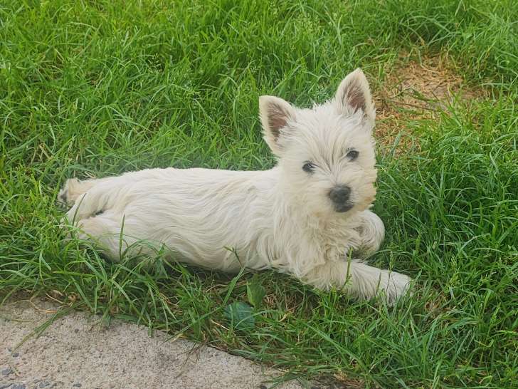 Chiot femelle Westie LOF à vendre