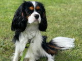 Jeune Cavalier King Charles mâle disponible pour saillie