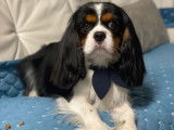 Jeune Cavalier King Charles mâle disponible pour saillie