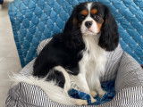 Jeune Cavalier King Charles mâle disponible pour saillie