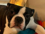 Mâle Boston Terrier disponible pour saillie