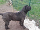 Chiots de type Cane Corso &agrave; vendre