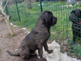 Chiots de type Cane Corso &agrave; vendre