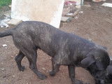 Chiots de type Cane Corso &agrave; vendre