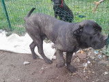Chiots de type Cane Corso &agrave; vendre