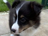 Magnifique chiot mâle Berger des Shetland tricolore disponible