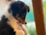 Magnifique chiot mâle Berger des Shetland tricolore disponible