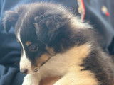 Magnifique chiot mâle Berger des Shetland tricolore disponible