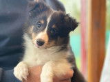 Magnifique chiot mâle Berger des Shetland tricolore disponible