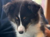 Magnifique chiot mâle Berger des Shetland tricolore disponible