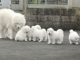Chiots Mâles Samoyède LOF à vendre